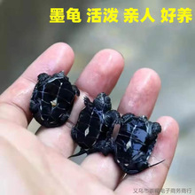全墨情侣龟苗墨龟长寿龟全黑观赏龟顶深水龟小乌龟墨龟批发代发