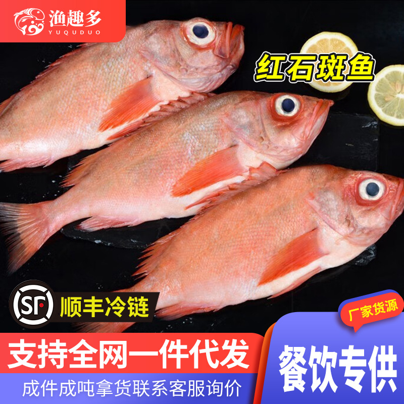鲜冻红石斑鱼海捕龙胆鱼整条冷冻富贵鱼新鲜长寿鱼东星斑批发