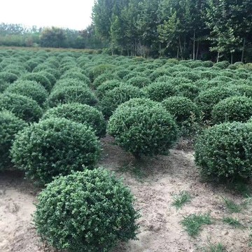 基地供应灌木冬青球龟甲冬青球日本冬青龟甲冬青苗绿化苗规格齐全