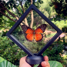 真蝴蝶标本摆件透明展示框相立体生日礼物品昆虫蜻蜓已展翅可取出