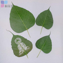 KI9S菩提叶干树叶标本干燥处理平面叶子手工雕刻照片图案绘画叶雕