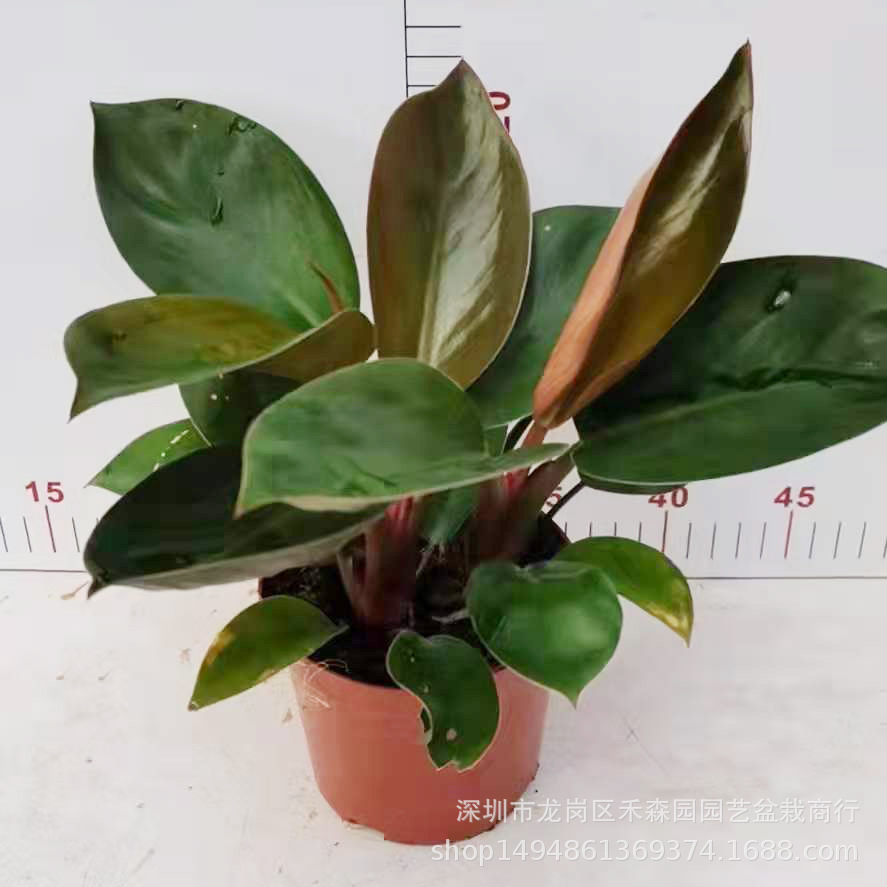 红钻金钻大叶盆栽绿植花卉落地居家大型花卉四季常青好养室内植物