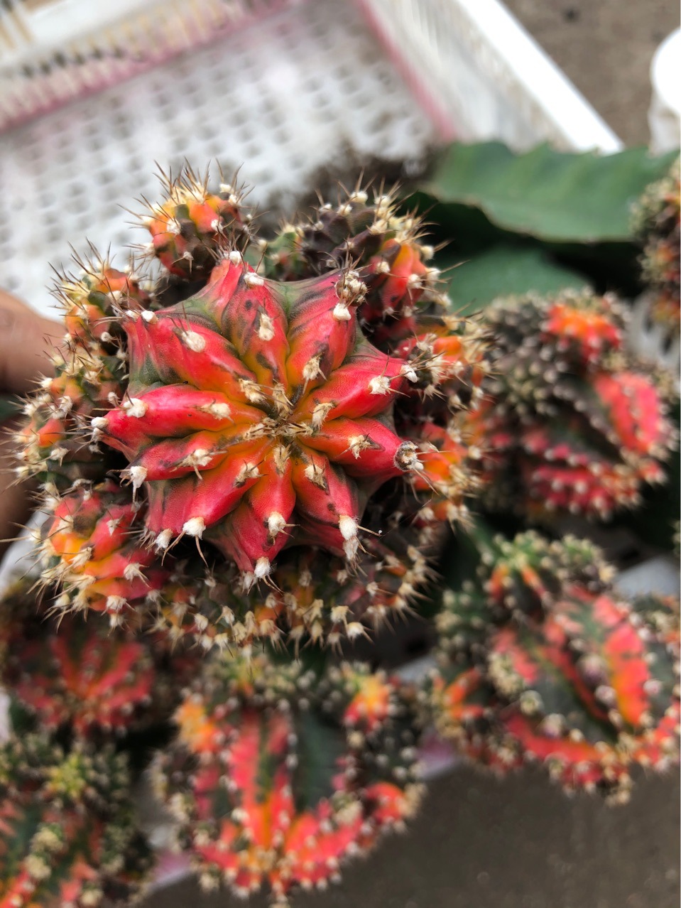 基地直批仙人球五彩牡丹锦5-6厘米带三角柱发货多肉植物盆栽室内