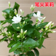 笔尖茉莉花盆栽室内花卉单瓣独杆笔尖茉莉花王浓香型四季开花不断