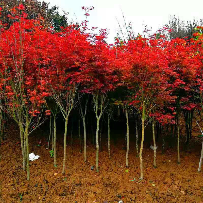 红枫树苗四季