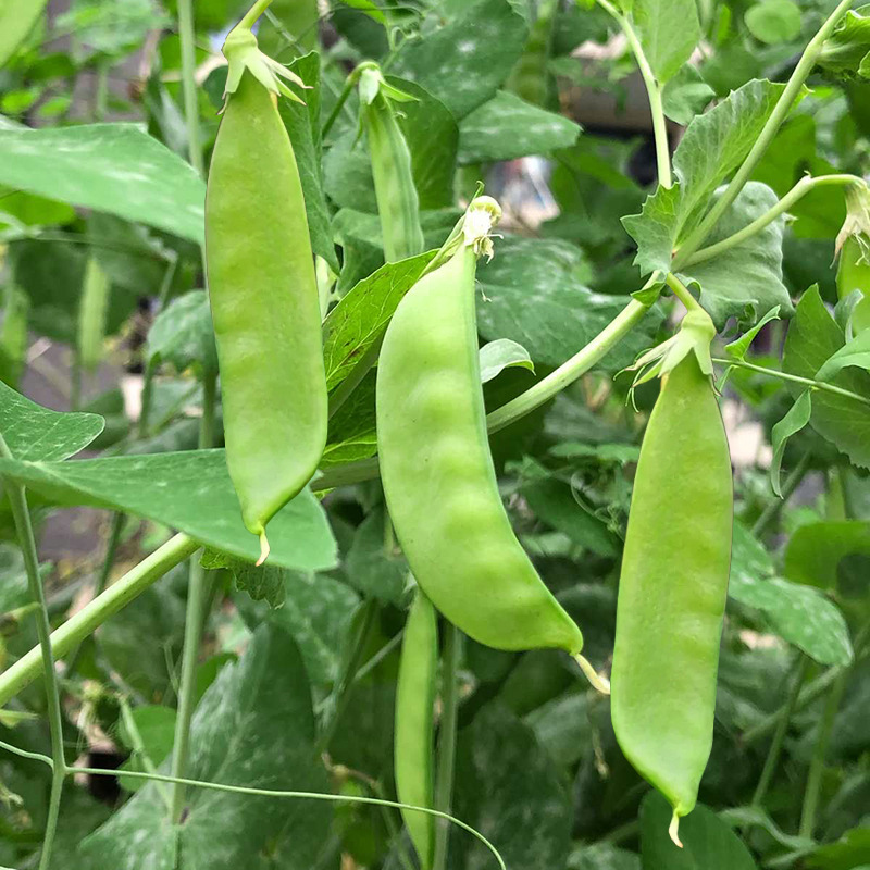 荷兰豆种籽绿扁豆甜脆绿豆角鲜食豆荚种子四季高产蔬菜种孑方震