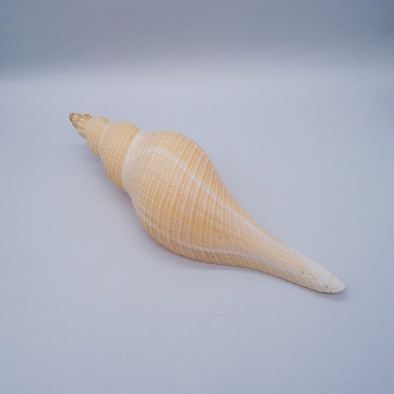 工厂现货 大响螺大海螺贝壳精品海螺水族装饰家居装饰-阿里巴巴