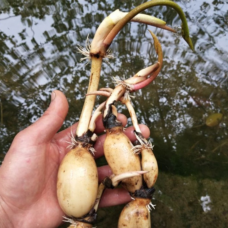 池塘大型观赏荷花苗种藕苗莲藕种苗盆栽荷花种根食用莲藕苗莲花苗