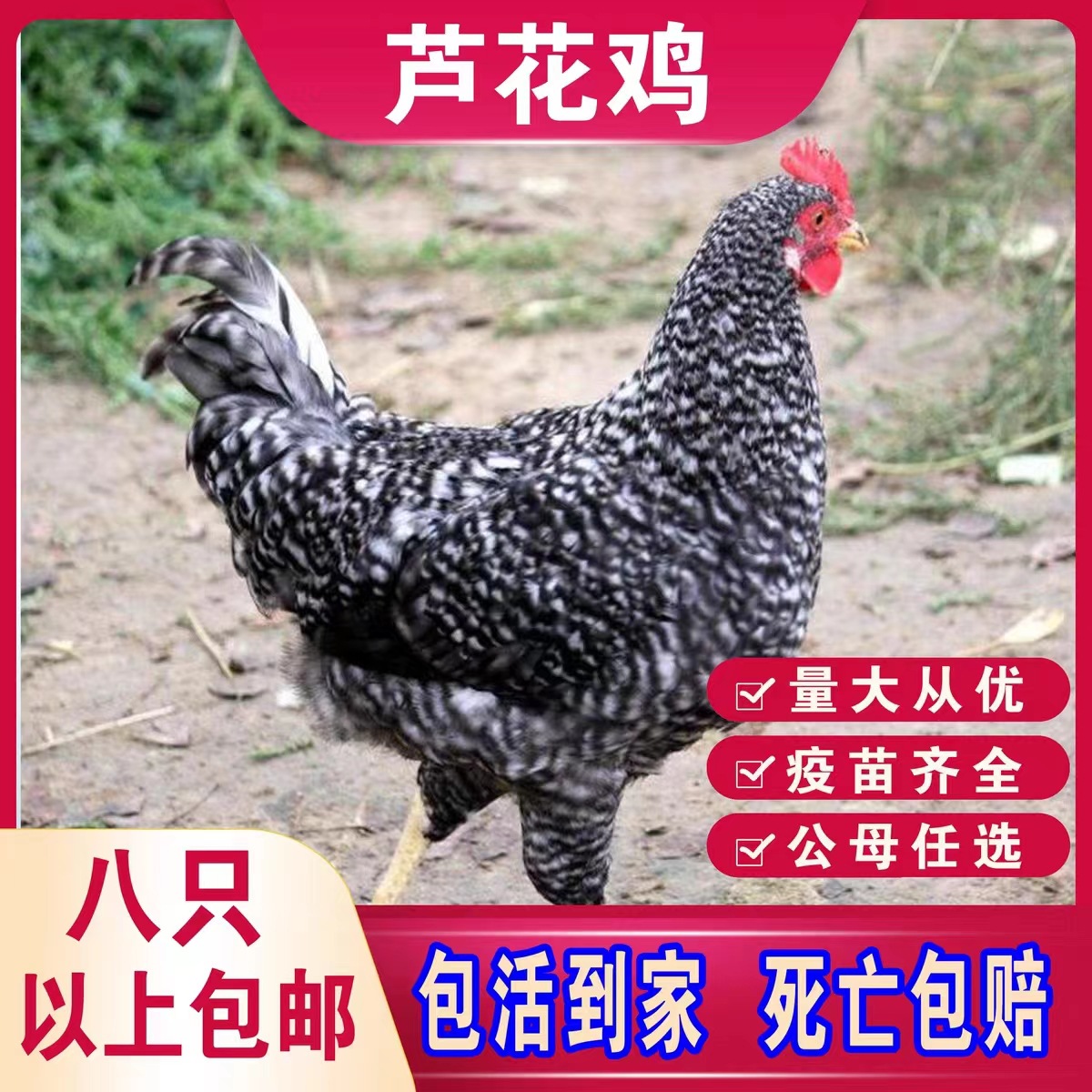 芦花鸡活体鸡苗种脱温芦花鸡苗价格农家散养活体芦花鸡苗土鸡笨鸡