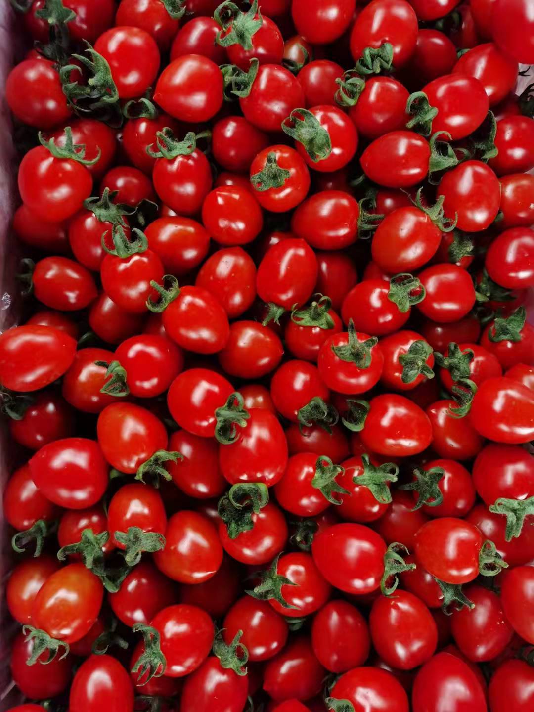 广西千禧圣女果-广西千禧圣女果厂家,品牌,图片,热帖-阿里巴巴