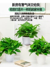 新房吸甲醛净化空气绿萝盆栽室内植物水培大叶绿箩绿植家用花卉