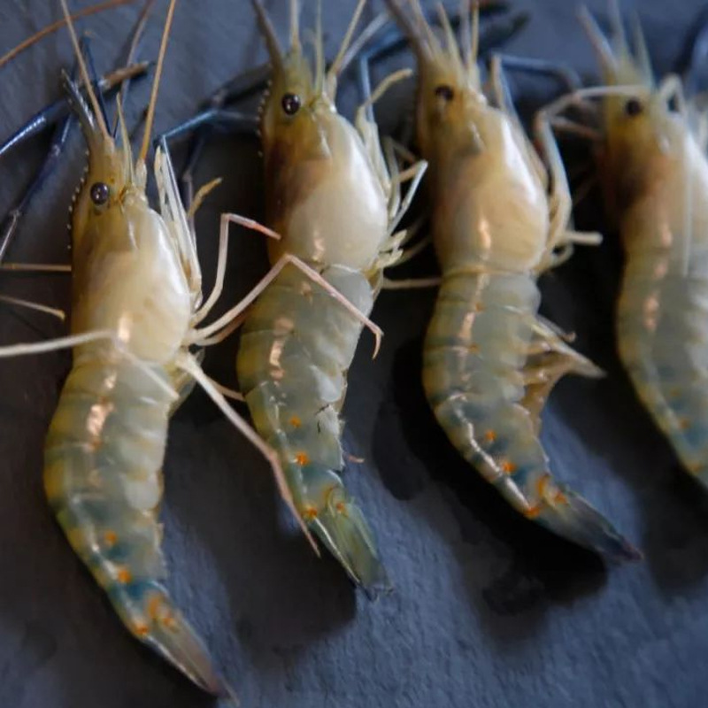 淡水虾鲜活-淡水虾鲜活厂家,品牌,图片,热帖-阿里巴巴