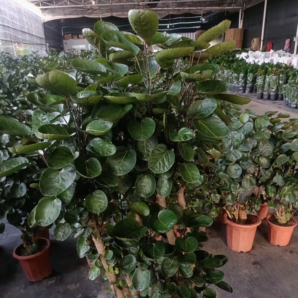 金钱兜福禄桐盆栽金钱桐圆叶钱多多发财树室内客厅绿植园艺-阿里巴巴