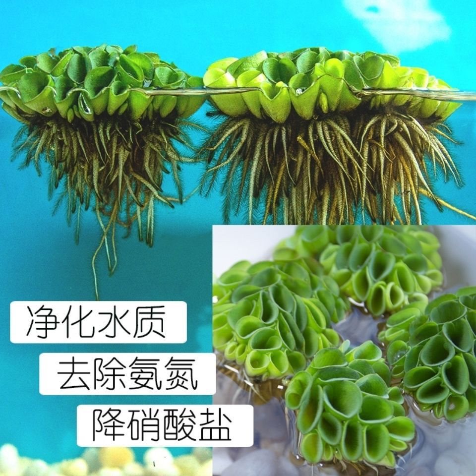 肚兜萍水浮萍浮性水草活体植物除氨净化水质鱼缸必备懒人水培植物