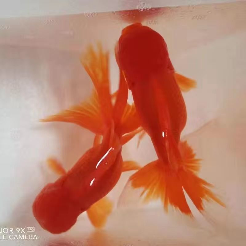 红狮子头小金鱼红金鱼狮头活体活鱼招财鱼鸿运当头鹤顶红批发包邮