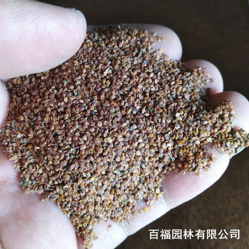 采购2022秋农家刺嫩芽刺老芽东北山区特产山菜刺嫩芽籽山菜香椿芽蔬菜