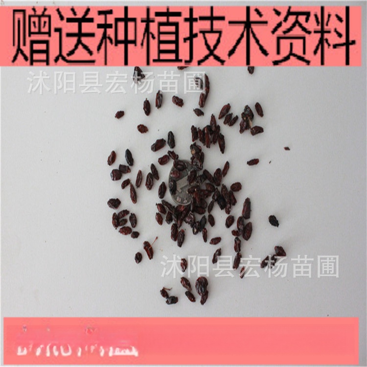 基地批发红叶小檗种子红叶小波种子绿化灌木种子彩色灌木种子