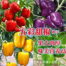 彩椒蔬菜甜椒种籽进口五彩甜椒种子高产四季春方椒灯笼椒苗蔬菜孑
