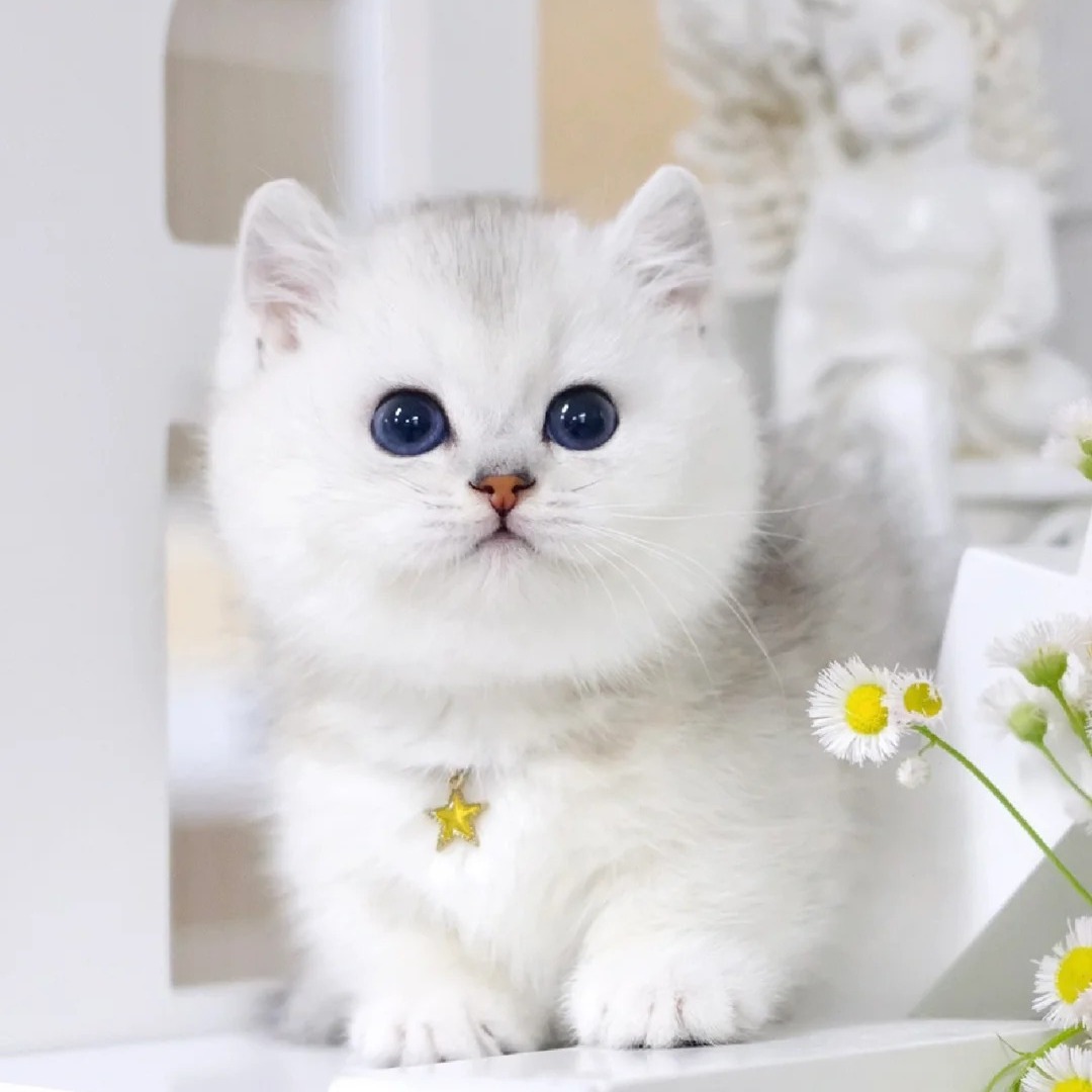 美短虎斑幼猫活体起司猫矮脚猫布偶猫活体银渐层宠物幼崽猫猫活物