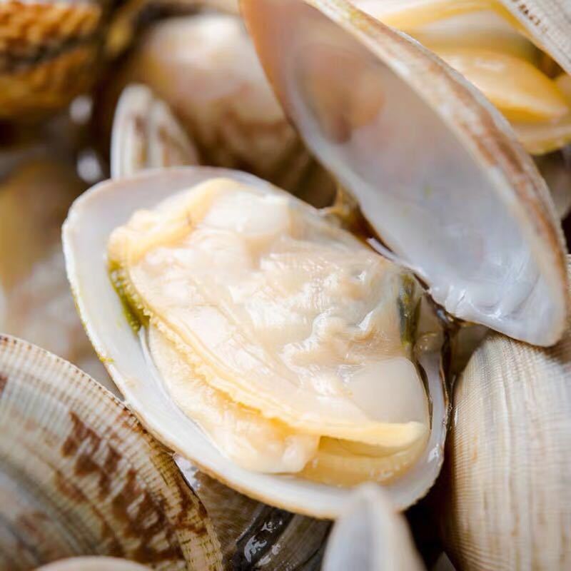 花甲鲜活花蛤鲜活水产杂色蛤花蚬子蛤蜊贝类新鲜坏包包赔厂家直销