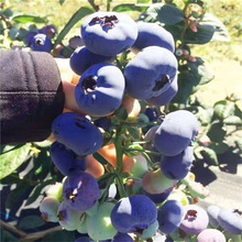 组培H5珠宝蓝莓树苗基地 薄雾蓝莓苗价格 绿宝石法新蓝莓苗批发