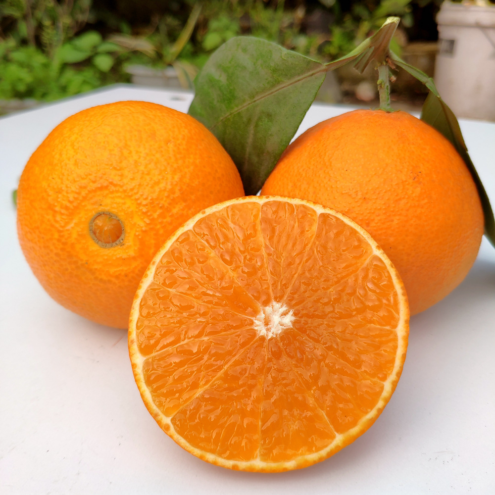 现摘新鲜水果丹棱爱媛38号果冻橙四川桔橙手剥橙子甜橙子柑橘包邮
