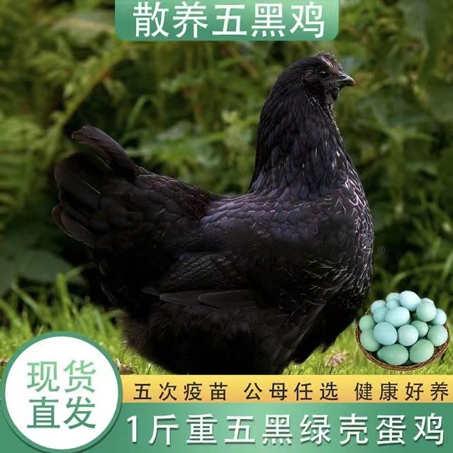 五黑鸡活苗纯种 一斤重高产蛋五黑鸡苗 绿壳蛋五黑鸡苗价格-阿里巴巴
