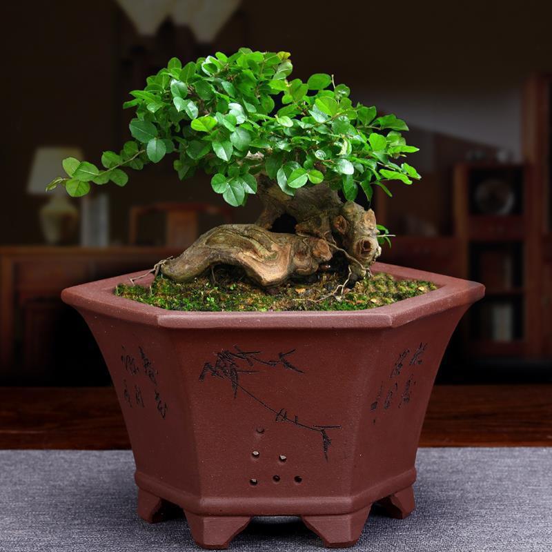 宜兴紫砂花盆小号四方六角桌面盆景盆多肉兰草老桩精品陶瓷中国风