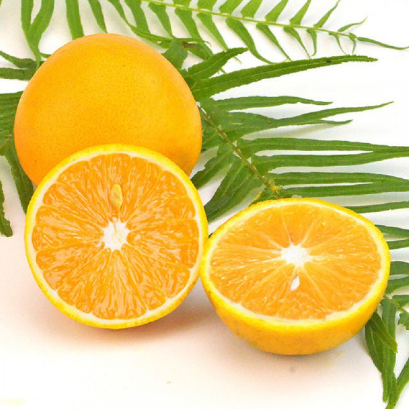 老树夏橙湖北高山脐橙夏橙当季新鲜水果甜橙应季孕妇水果批发整箱