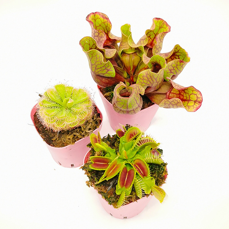 菲朗食虫植物 四大名捕新奇特捕蝇草瓶子草猪笼草茅膏菜新手易养