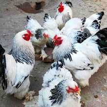 纯种婆罗门梵天鸡农家养殖大体型观赏鸡婆罗门鸡受精种蛋巨型鸡蛋