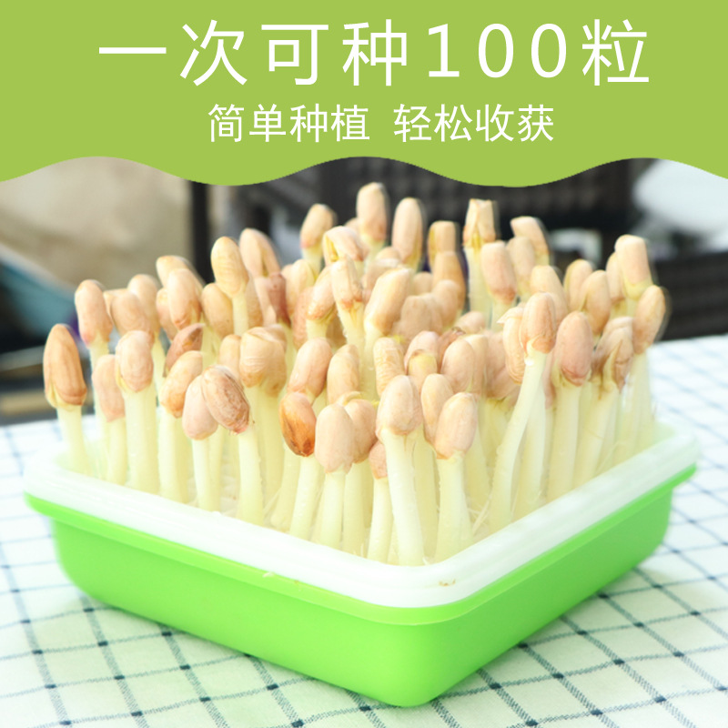 花生芽水培箱水培盒花生苗新鲜种植盆花生芽种植盘花生米发芽神器