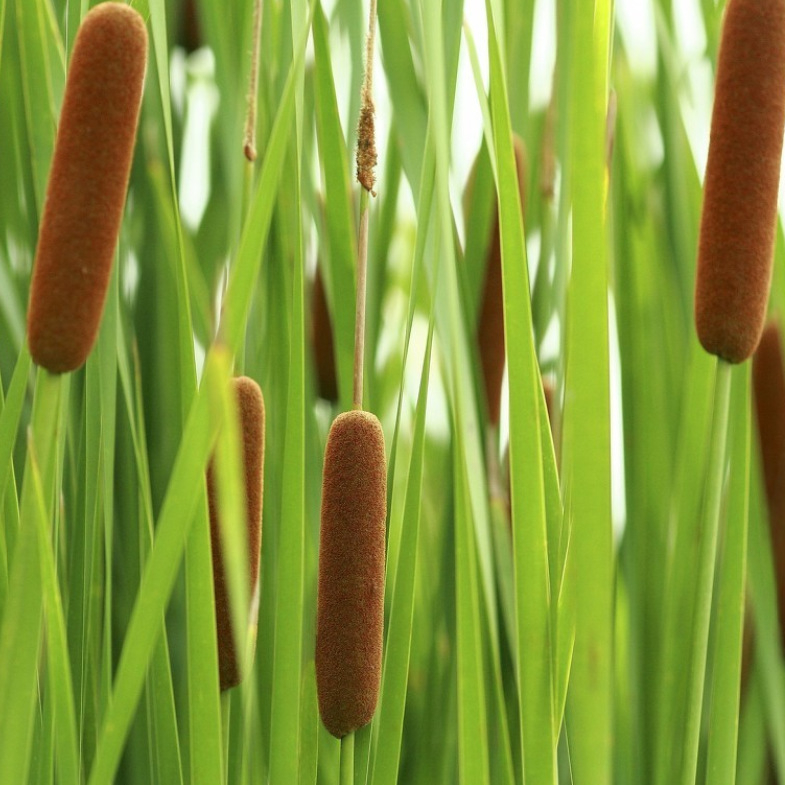 黑三棱水生植物 基地大量 慈姑 水毛花 水葱 旱伞草水体绿化