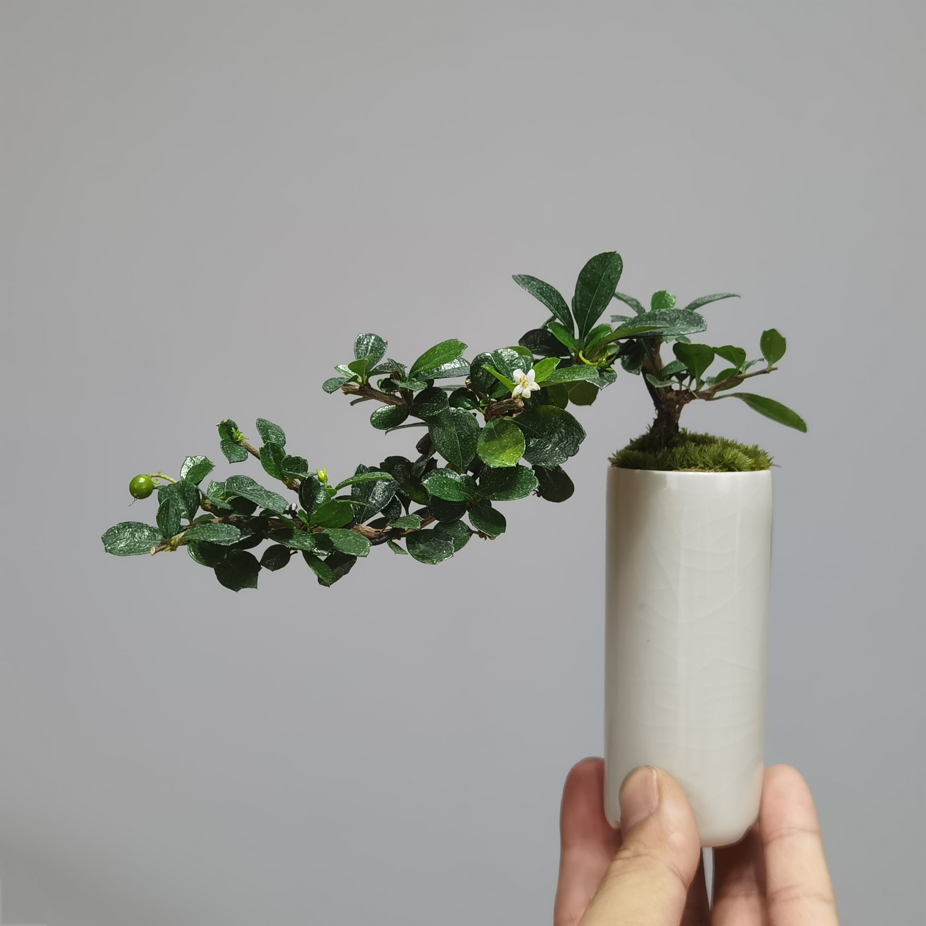 福建小叶茶盆景