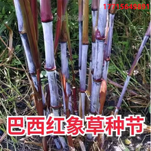 红象草种节无毛甜象草3号种子紫色皇竹草耐寒巨菌草多年生四季