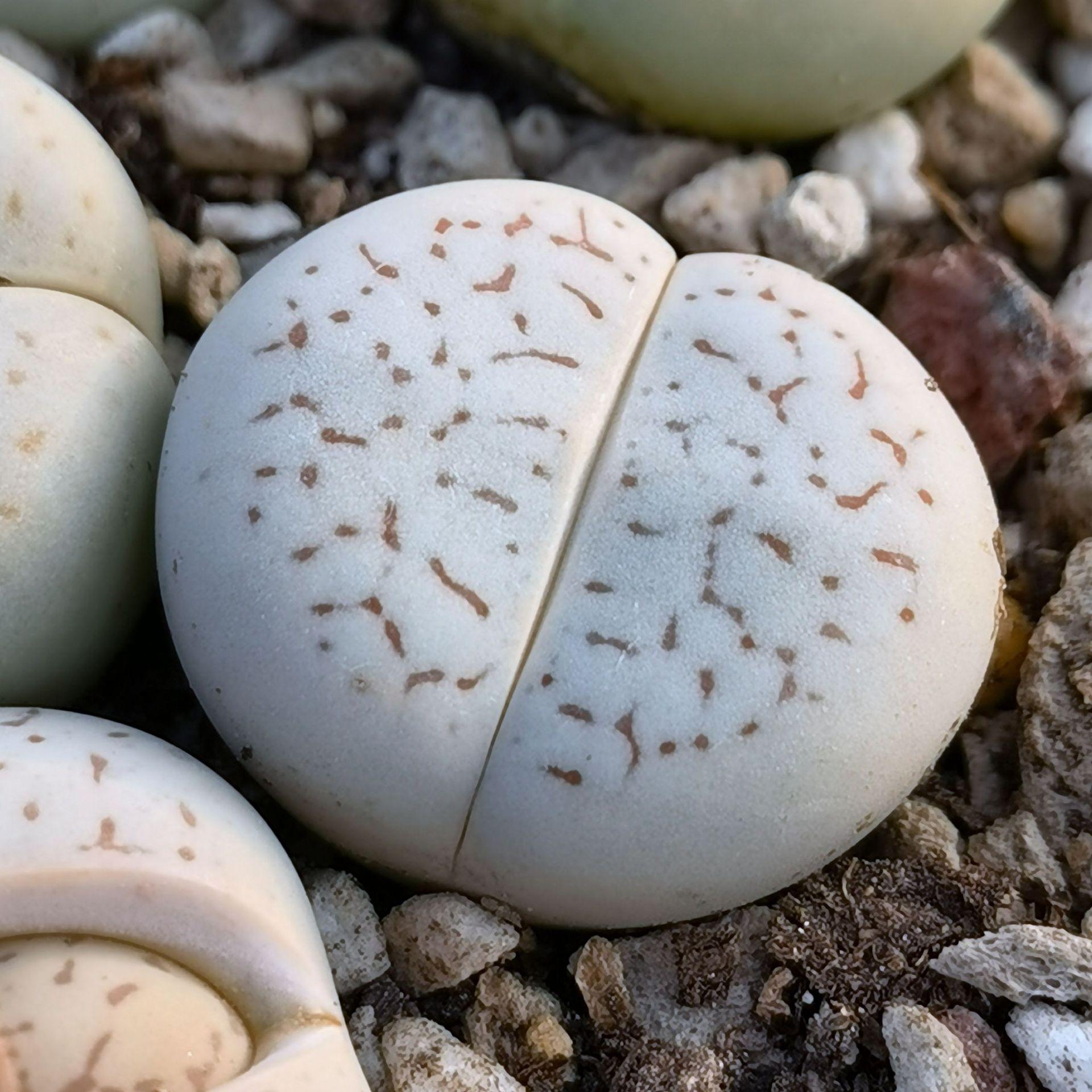 毛象多头仙人球15盆一件好养会开花植物办公桌面花卉盆栽-报价