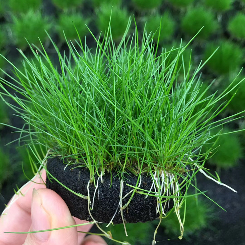 前景草迷你矮珍珠爬地矮天湖葵水草牛毛日本矮叉柱花草坪