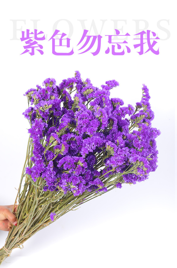 勿忘我干花花束 2斤晾干发货 场地批发