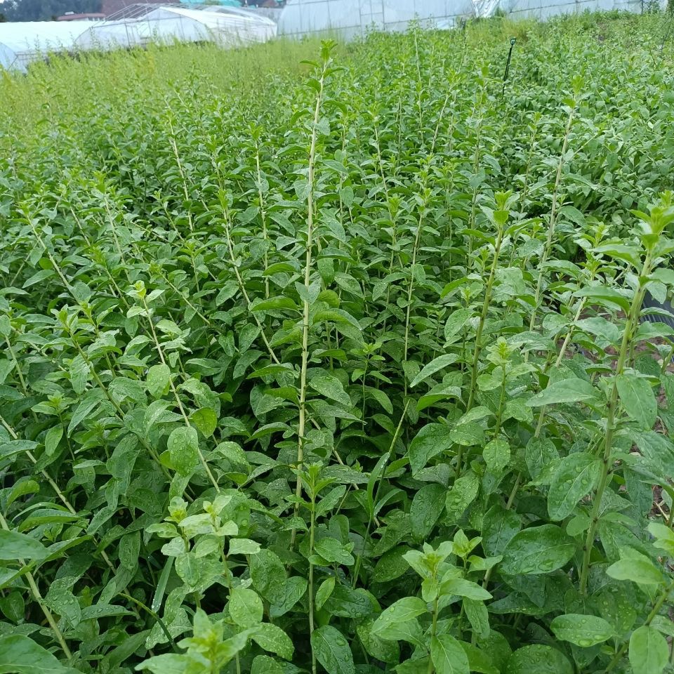 【带根】枸杞叶苗耐寒大叶枸杞菜新鲜枸杞老桩盆景煮汤食叶用包活