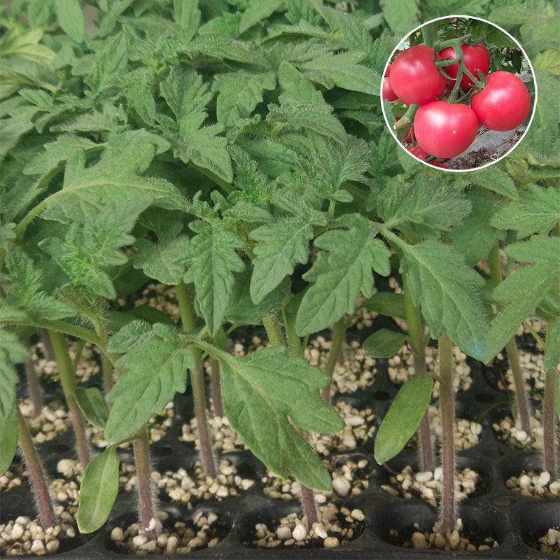 粉色大果西红柿番茄苗子保护地露地大棚阳台家庭农场四季蔬菜苗子