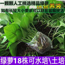 绿萝大量批发室内水培苗水培植物花卉四季常绿吸除办公室盆栽批发