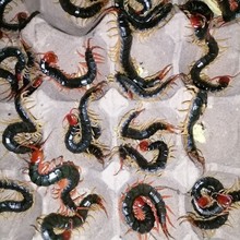 活蜈蚣龙鱼观赏鱼发色饲料斗鸡斗鸟画眉鸟金龙鱼食泡酒药材蝎子