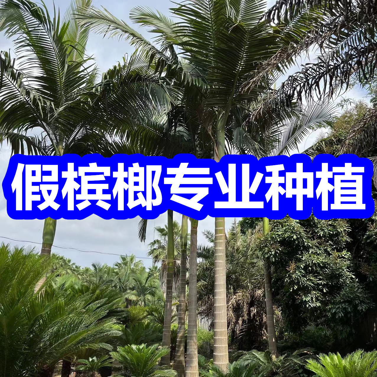 福建假槟榔树基地批发假槟榔价格行道植物园林景观首选-阿里巴巴
