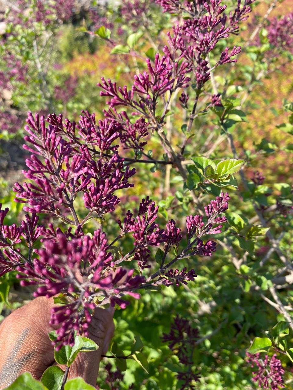 山东内蒙新疆紫丁香树苗小叶四季丁香辽宁产地批发