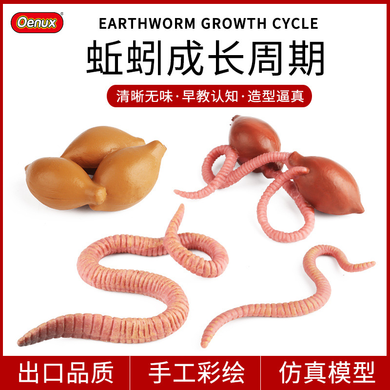 跨境儿童科教认知玩具仿真蚯蚓地龙生长成长周期套装动物昆虫模型