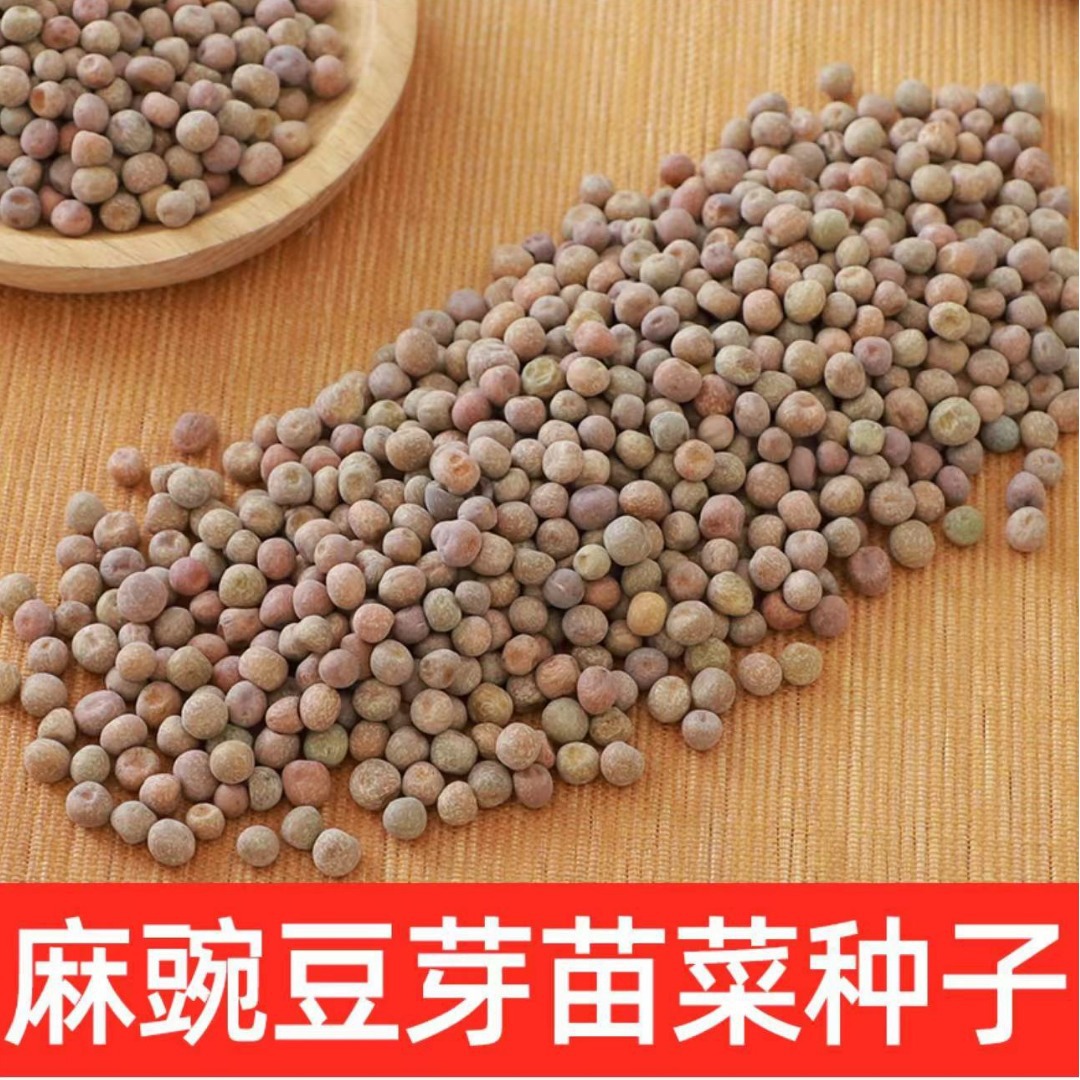 批发当季新加拿大一号特小粒麻豌豆种子 阳台水培豌豆芽苗种子