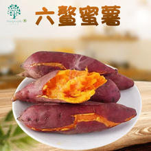 六鳌板栗红蜜薯 代发5/9斤红薯地瓜新鲜山芋糖红心农家种沙地番薯