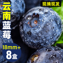 云南蓝莓鲜果8盒新鲜水果当季整箱包邮孕妇4现摘酸甜兰蓝梅果