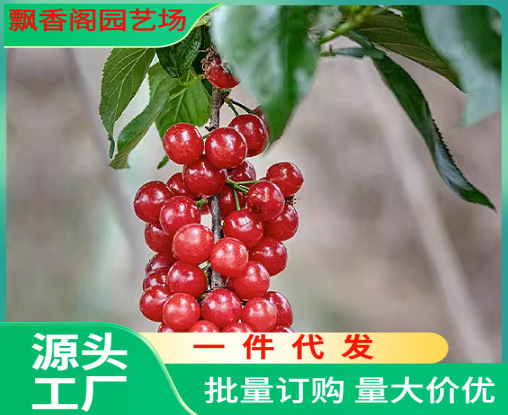 樱桃苗什么品种好 吉塞拉占木矮化大樱桃价格 哪里樱桃树苗多