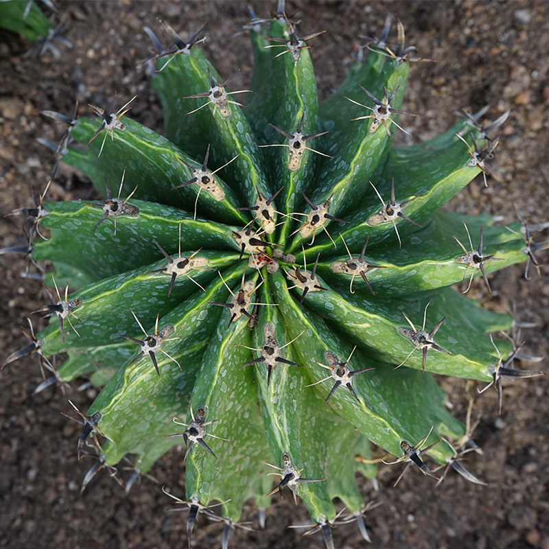 实生短刺龟甲巨鹫玉锦鱼钩刺锦仙人球室内盆栽强刺球属开花仙人球